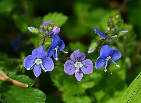The bright blue flowers of Germander Speedwell with their white eyes appear from April, a common sight in grassy places.