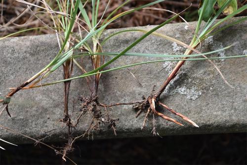 Sedges will grow in damp, poor soils, and are characterised by the triangular cross-section of the stems.