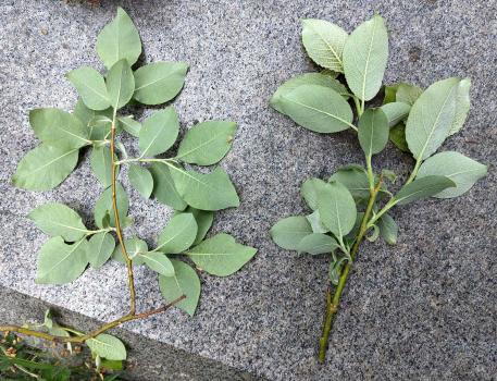 Undersides of leaves of Grey Willow (left) and Goat Willow (right).
