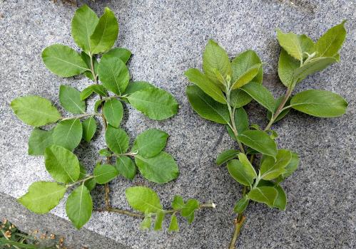 Upper sides of leaves of Grey Willow (left) and Goat Willow (right).