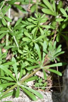 Cleavers or Goosegrass is one of our most irrepressible native plants whose tiny white flowers appear in May.