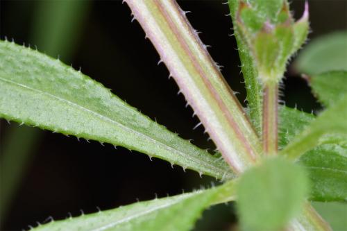 The leaves and stems of this scrambling, 'sticky' plant are covered in backward-directed prickles.