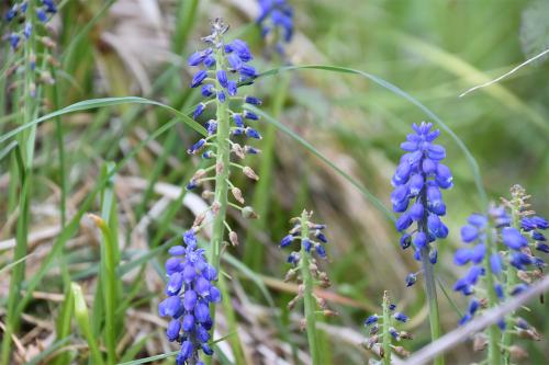 The familiar Garden Grape Hyacinth is a garden cultivar that flowers from March.
