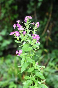 Great Willowherb is a tall, softly hairy species, as befits the name, and its leaves are mostly opposite.