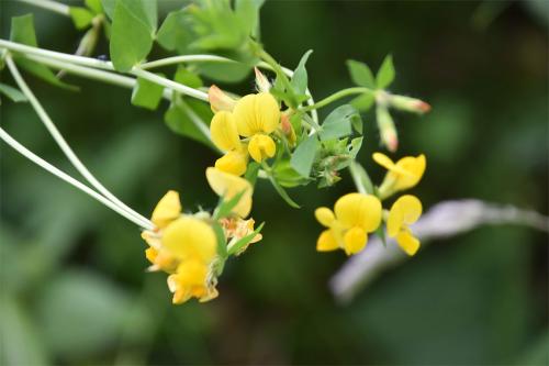 Greater Bird's-foot-trefoil is larger and more erect than the Common Bird's-foot-trefoil species.