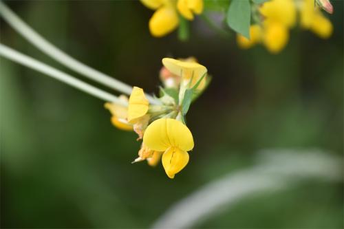 Greater Bird's-foot-trefoil