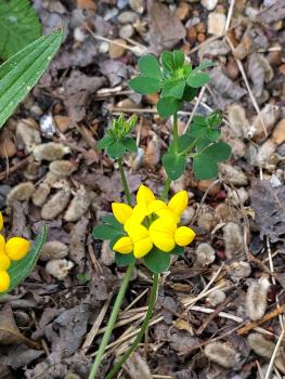 Greater Bird's-foot-trefoil, Heene Cemetery, early May 2025.