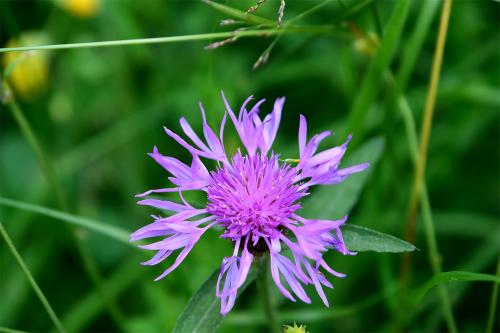 Greater Knapweed is a perennial that flowers between June and September.