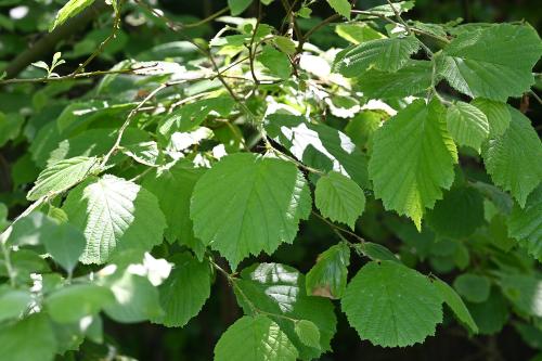 Hazelnuts are picked when brown. They are rich in vitamins B1 and C, and also in Calcium and protein.
