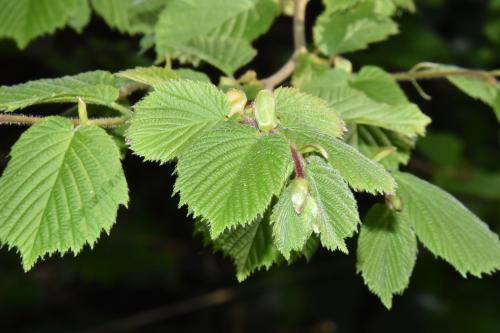 The catkins of the male Hazel flowers appear in January, along with the bud-like female bright red styles.
