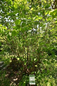 Hazelnuts are picked when brown. They are rich in vitamins B1 and C, and also in Calcium and protein.