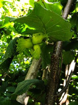 Hazels are members of the Birch and Alder family of nut-bearing trees and shrubs, largely found in temperate regions.