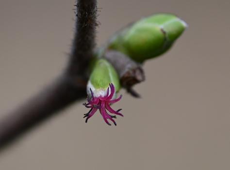 Tiny female flowers of the hazel need male catkin pollen grains to land on them for fertilisation.