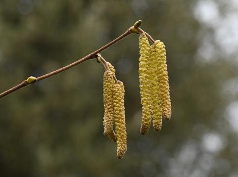 Male hazel catkins are designed to be blown by the wind.