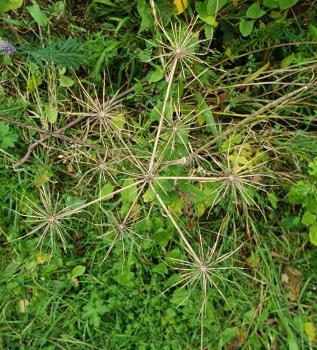 Hogweed in mid-Setember, having shed all its seeds.