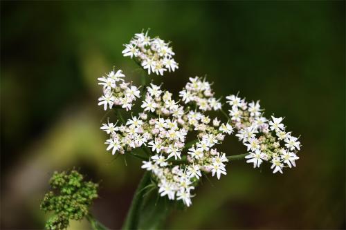 The Hogweed is a tough native that is beginning to dominate areas of the cemetery.