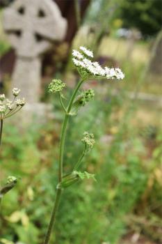Our native hogweed begins flowering when about 2 metres high, in April.