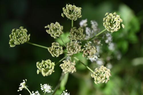 As Cow Parsnip flowers develop into seeds, Hogweed takes on a different form.