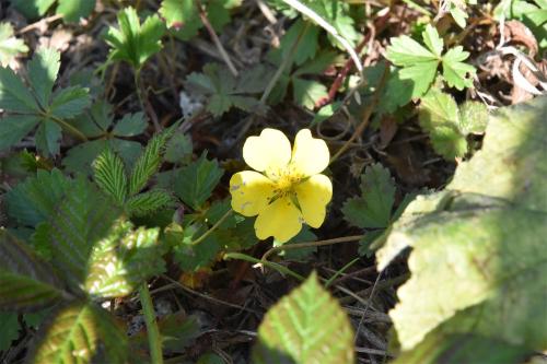 The introduced Indian Strawberry has yellow flowers and a dry strawberry-like fruit that is not worth eating.