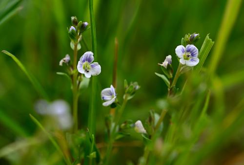 The pale blue or white flowers have purple veins, and are characteristic of this creeping native plant, whose blooms appear from April.