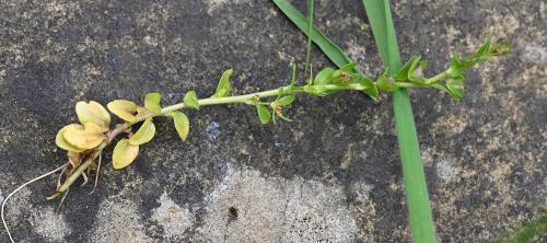 The stems and leaves of the Thyme-leaved Speedwell are hairless.