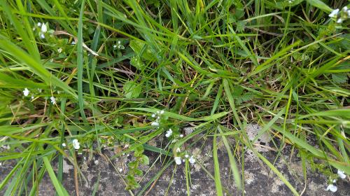 The tiny white and blue flowers of this plant are small enough to be almost hidden by any surrounding grasses.