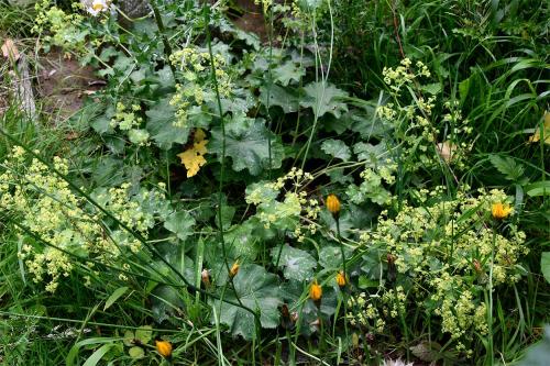 Lady's Mantle has alternate leaves and a profusion of very small 5-petalled flowers.