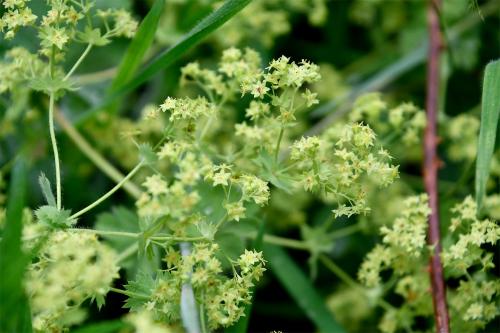 Flowering from May, Lady's Mantle has a long history in folk medicine.