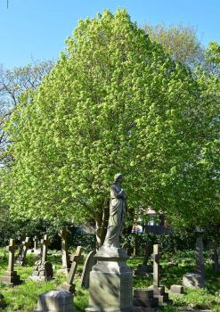 There are three species of lime tree in Britain, but only the Large-leaved Lime is found in the cemetery.