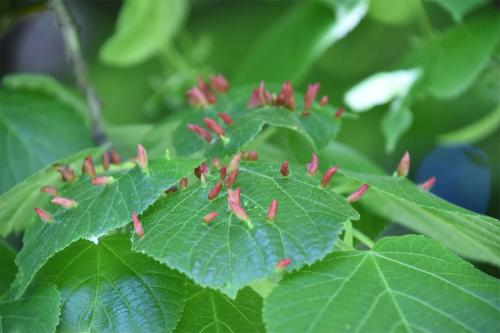Nail galls caused by Eriophyes tiliae mites on the leaves of Large-leaved Lime trees.