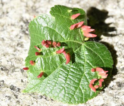 Although the lime nail gall mite disfigures the foliage it has little or no effect on tree growth.