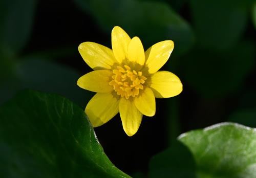 Lesser Celandine, early April 2025.