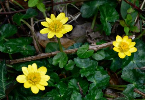  The old name of Lesser Celandine, Pilewort, reflects the fact that its root tubers look like piles.