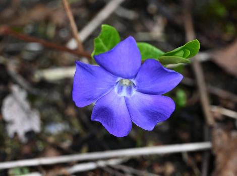 Lesser Periwinkle is a trailing woody perennial that is found in woods, roadside banks and waste ground.