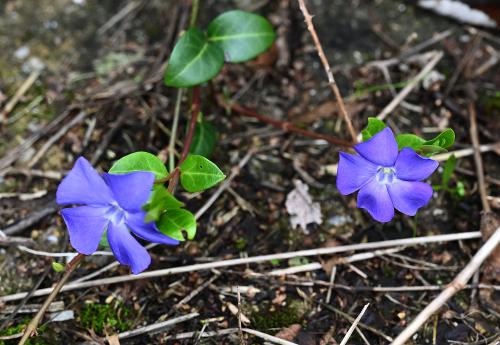 Lesser Periwinkle has been introduced into this country from Europe and can be found throughout most of the British Isles