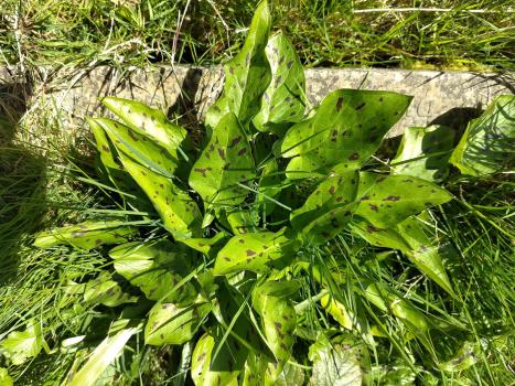 The star-shaped whorls of leaves of Woodruff appear in early April.
