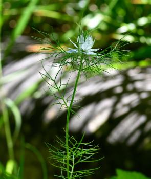 Love-in-a-mist is the well-known garden cultivar, albeit a poisonous one!