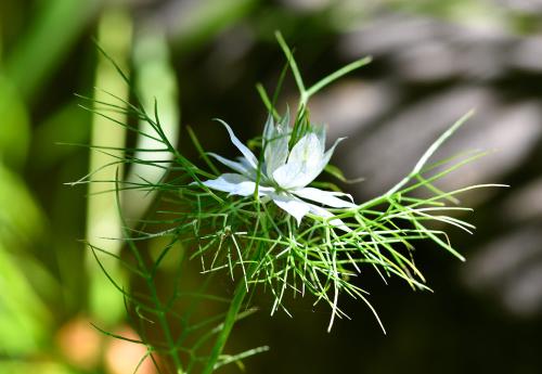 Love-in-a-mist is the well-known garden cultivar, albeit a poisonous one!