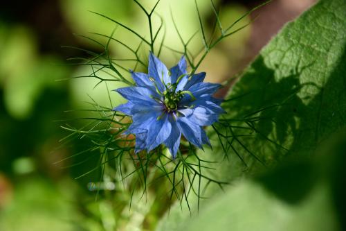 Love-in-a-mist flowers both white and blue, more commonly the latter.