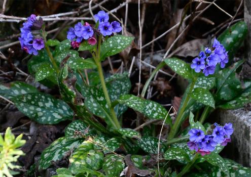 Note the coarse hairs on the edges of the leaves of this lungwort specimen, typical of plants in the Borage family.