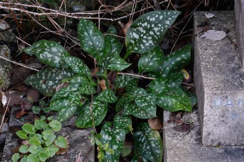 The pink and purple flowers of the cultivated lungwort make the plant distinctive.