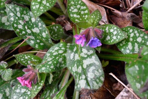 The pink and purple flowers of the cultivated lungwort make the plant distinctive.