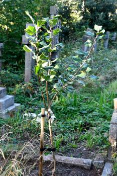 The Peasgood's Nonsuch apple variety is a dessert and cooking cultivar developed in 1858.