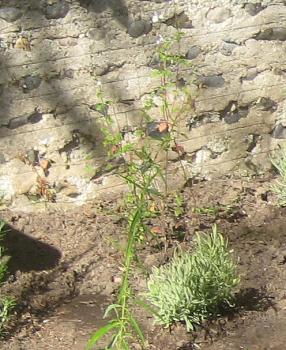 Memorial Garden planting, Salvia 'Hot Lips'