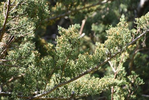The foliage of the Monterey Cypress grows in dense sprays, which are bright green. 