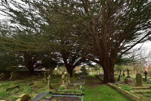 The Monterey Cypress is native to the central coast of California.