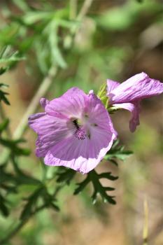The Musk Mallow has purple stem hairs, and leaves deeply and narrowly cut. The rose-pink flowers appear in July.