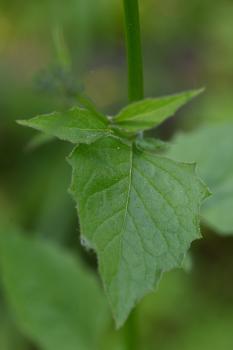 Note the lobed leaves of Nipplewort.