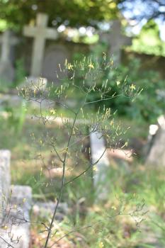  The June flower heads of Nipplewort do not open in dull weather. It is an edible plant; the sap is not milky.