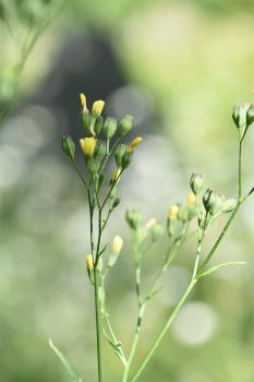 Nipplewort  is a native species has nipple-shaped buds, and leaves pointed oval, toothed, and pinnately lobed at the base.
